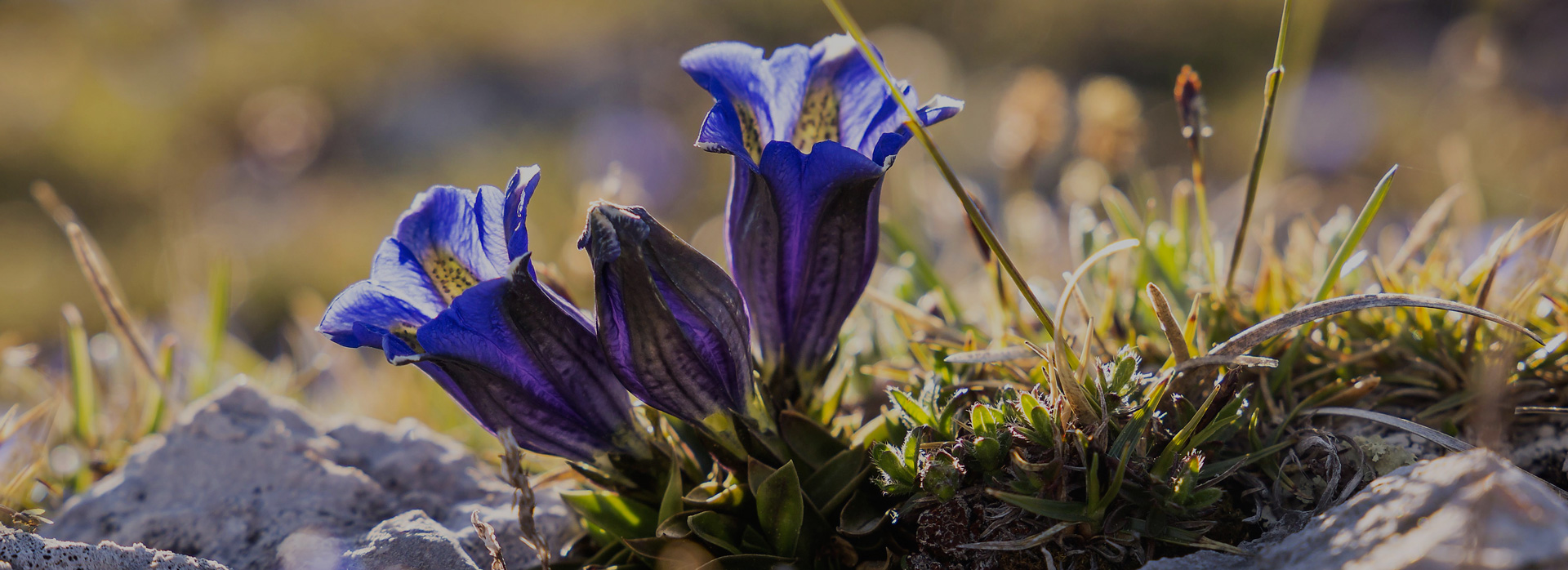 Nahaufnahme eines blühenden blauen Enzians inmitten einer Berglandschaft.