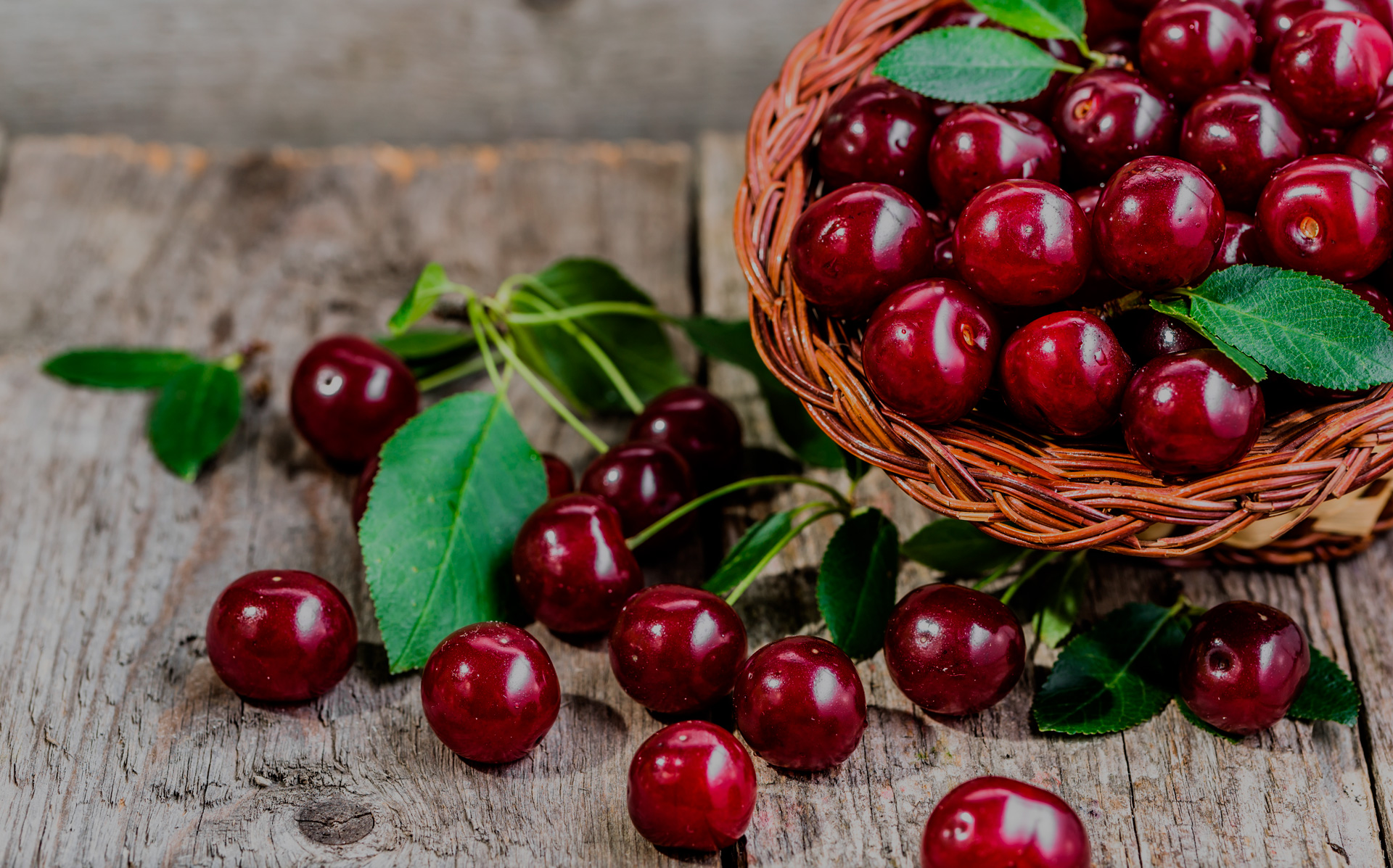 Geflochtener Korb mit dunkelroten, vollreifen Kirschen rechts oben im Bild. Der Fokus liegt auf einzeln verteilten Kirschen, die mittig auf Holzbrettern liegen, umgeben von dekorativ platzierten Kirschblättern.