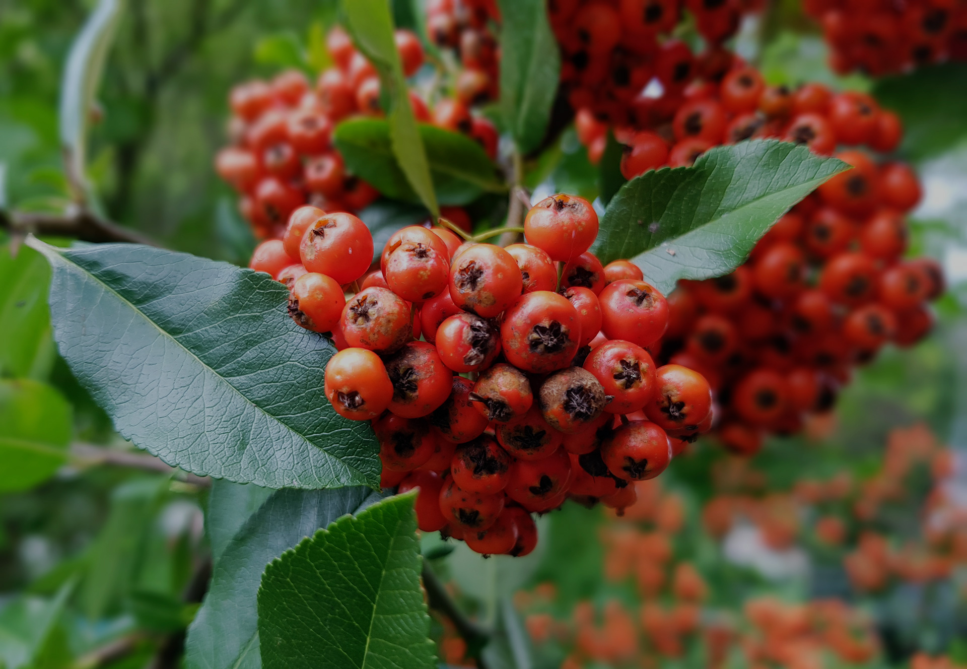 Nahaufnahme einer vollreifen Vogelbeerentraube direkt am Strauch, umgeben von Blättern.